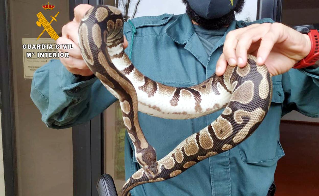 Capturada una pitón de más de un metro que se había colado en el jardín de una casa en Castañeda