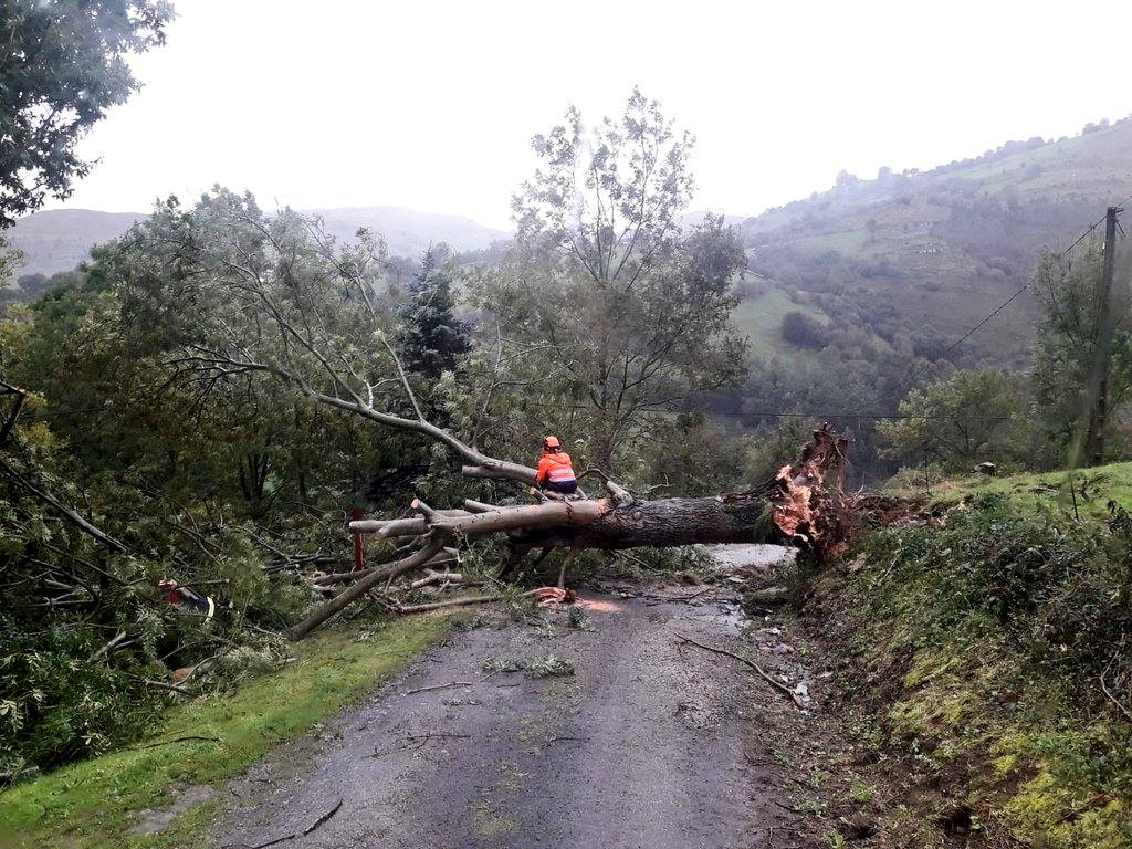 Fotos: Retirada de árboles y otros destrozos provocados por el viento