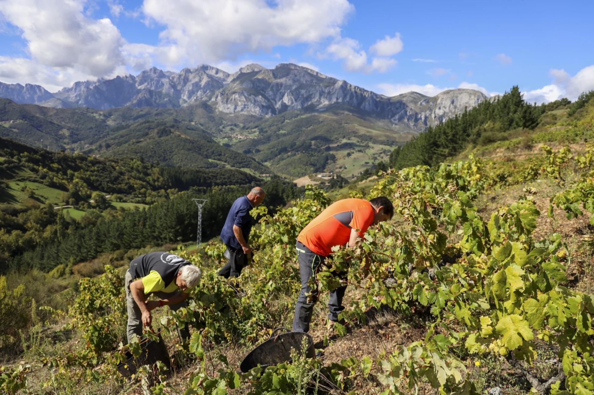 Menos uva en Liébana, pero de mejor calidad