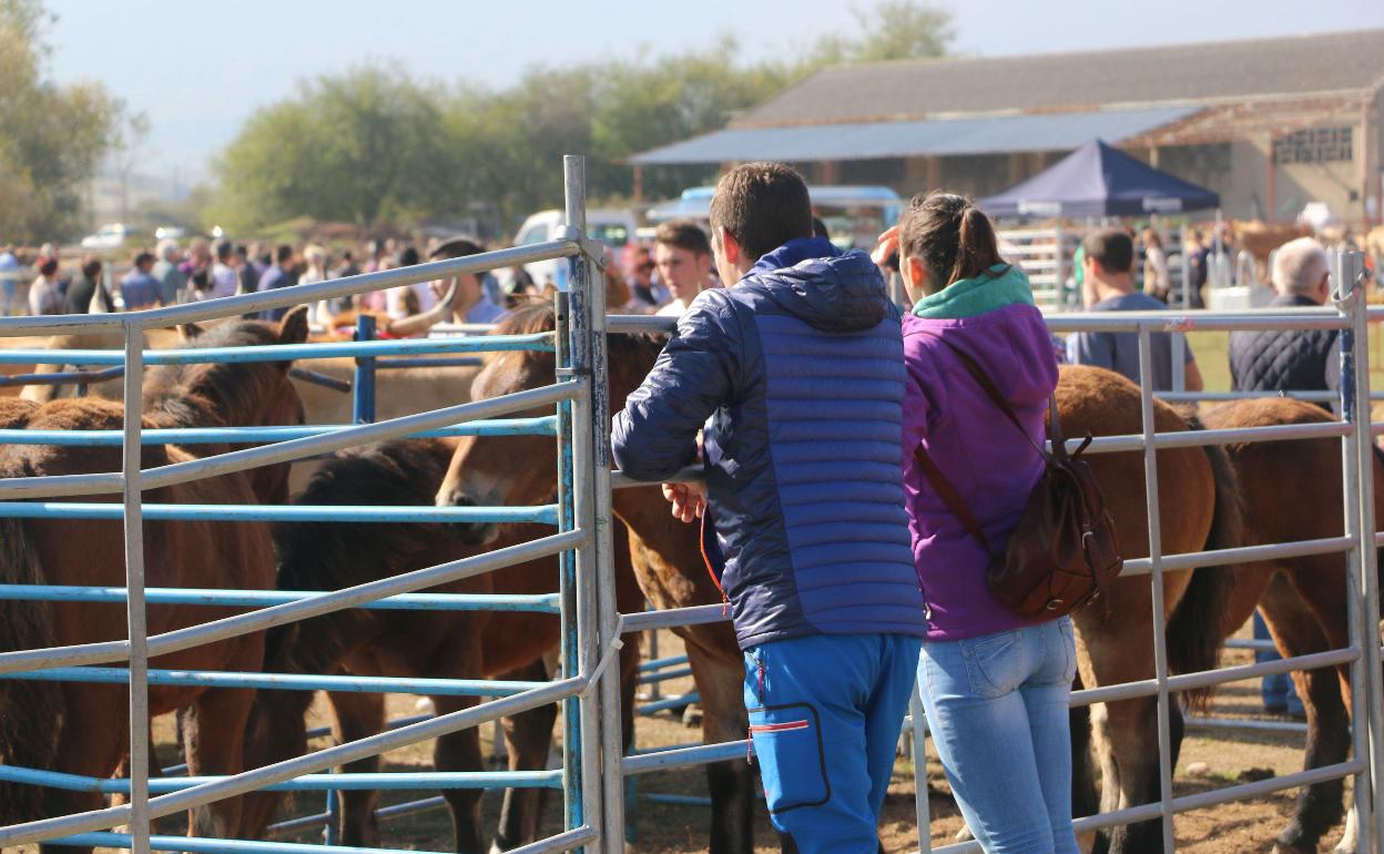 La feria ganadera de Campoo de Enmedio se celebra en Requejo