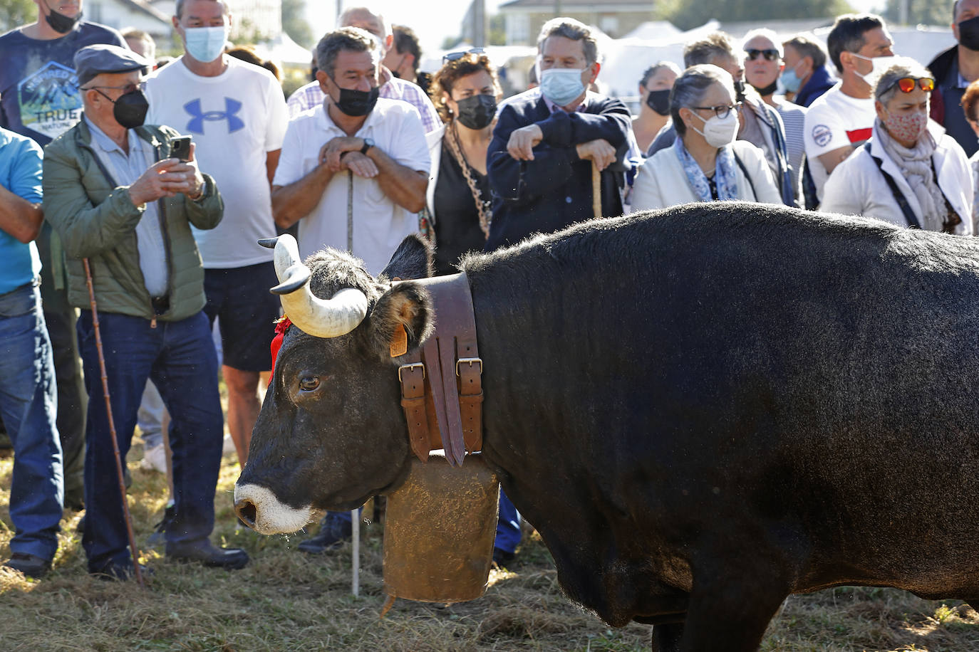 Fotos: Pasión tudanca en Cabezón de la Sal