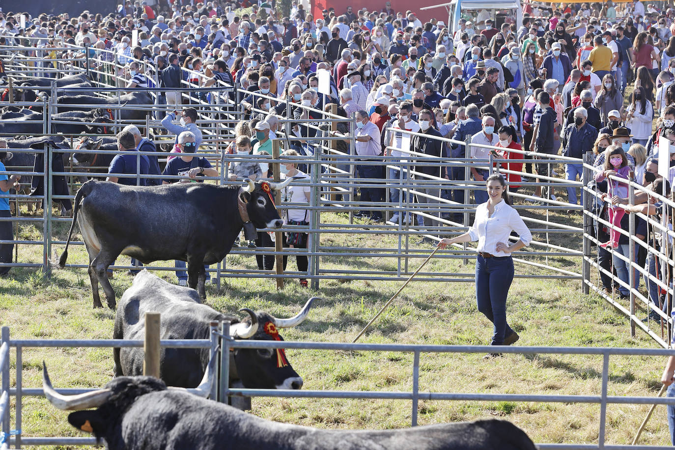 Fotos: Pasión tudanca en Cabezón de la Sal