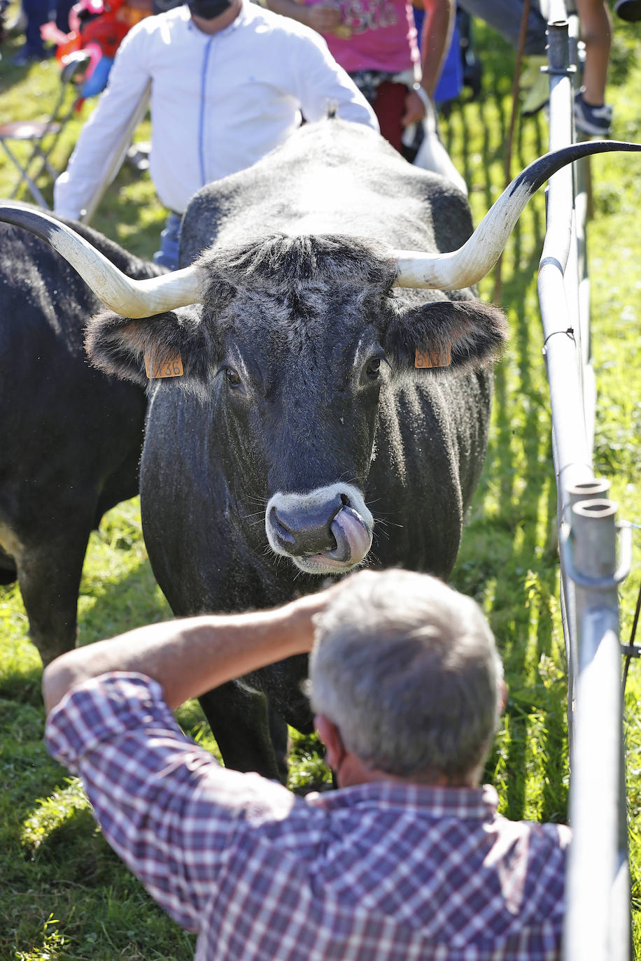 Fotos: Pasión tudanca en Cabezón de la Sal
