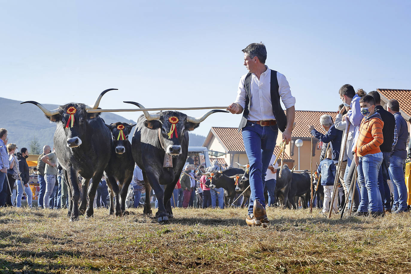 Fotos: Pasión tudanca en Cabezón de la Sal