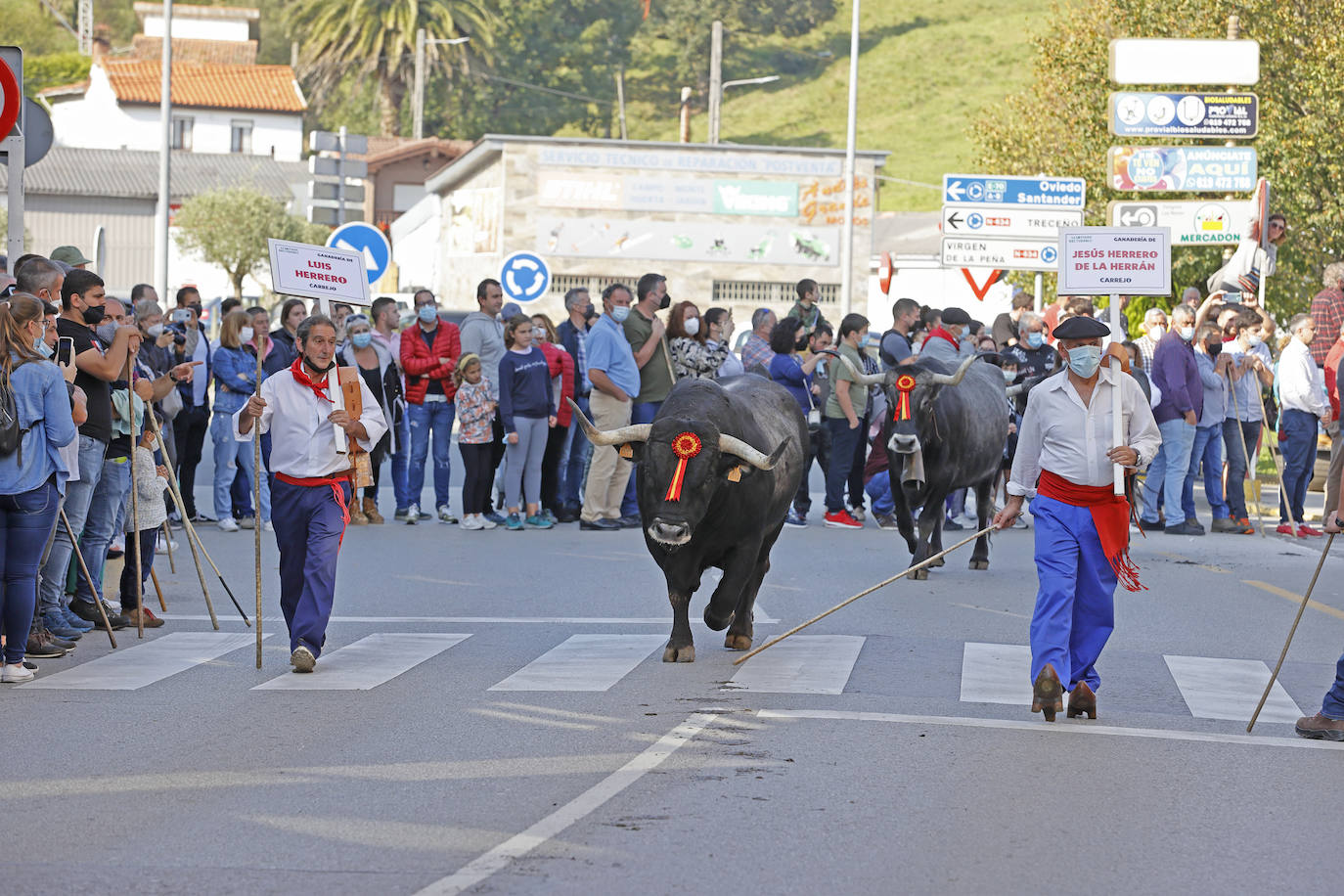 Fotos: Pasión tudanca en Cabezón de la Sal