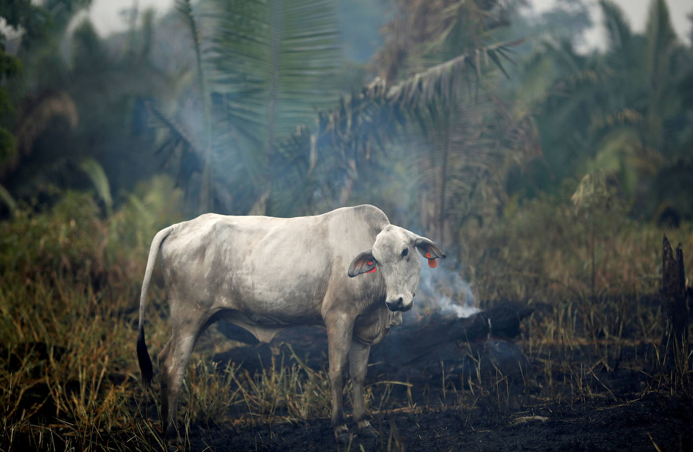 Una vaca se para frente a un terreno en llamas mientras tala de árboles y granjeros en Apui, estado de Amazonas, Brasil.