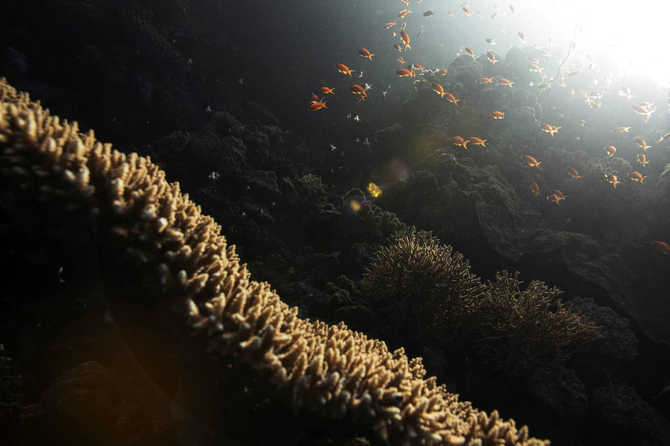 Peces nadan sobre un arrecife de coral en el Mar Rojo.