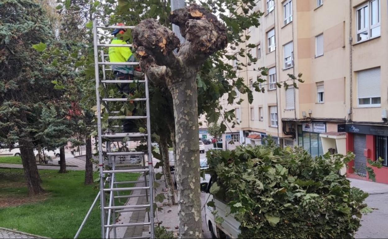 El Ayuntamiento de El Astillero ha iniciado la campaña de poda, sobre los árboles más resistentes.