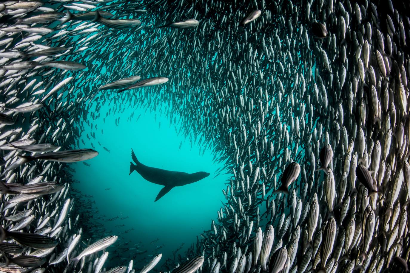 La Fundación la Caixa reúne en el espacio santanderino medio centenar de imágenes de National Geographic sobre los ecosistemas más ricos de la Tierra