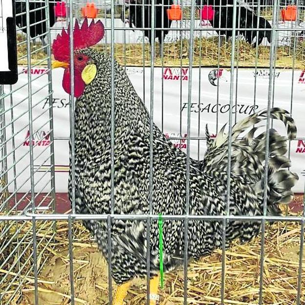 En la foto, el gallo ganador, propiedad de Miguel Herrero, quien ha introducido a los Botín en la cría de pedresas.