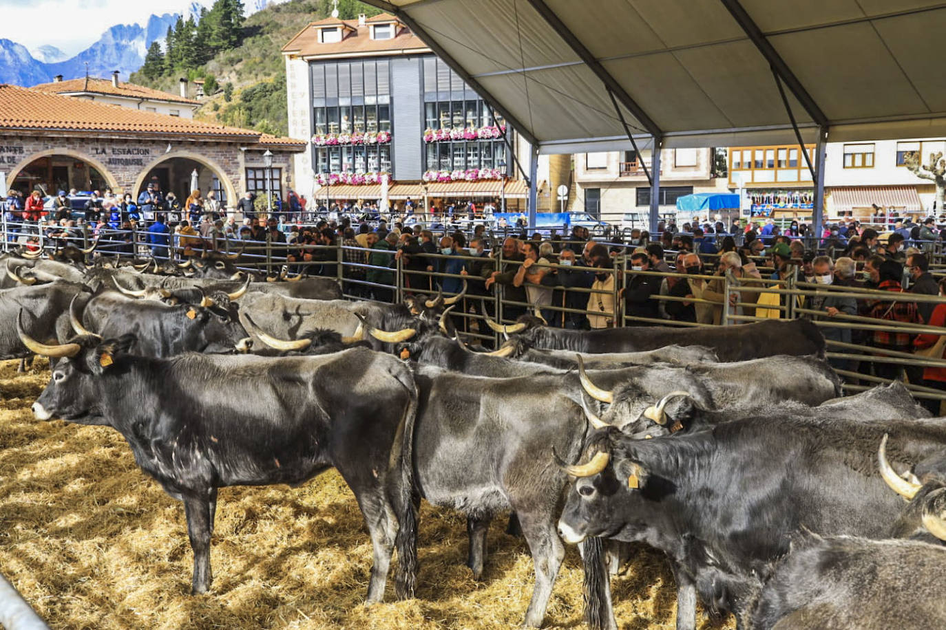 Fotos: Las mejores imágenes de la feria ganadera de Los Santos en Potes