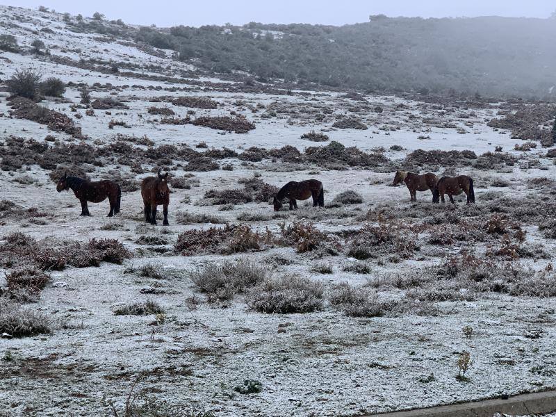 Caballos paciendo cerca de la carretera de acceso a Alto Campoo.