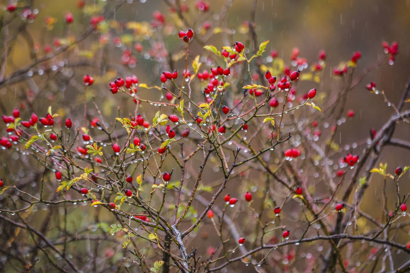 Fotos: Los colores de Campoo en otoño