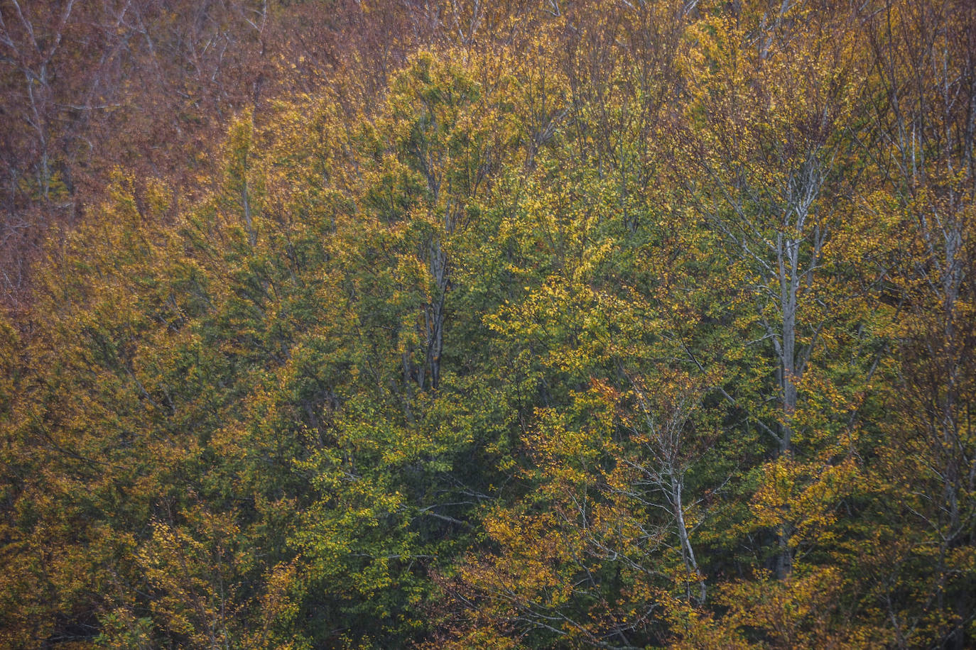 Fotos: Los colores de Campoo en otoño