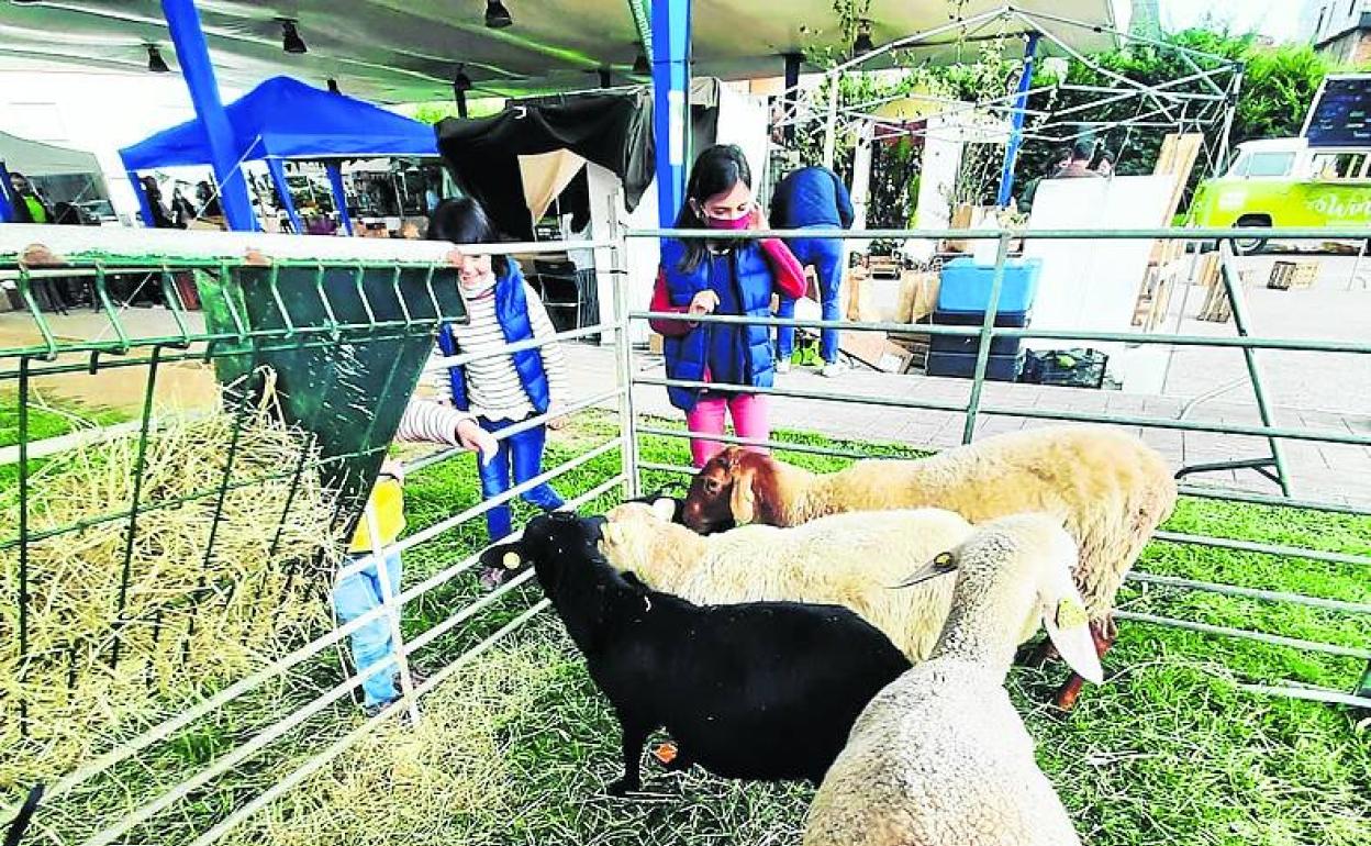 Los más pequeños podrán dar de comer a los animales. 