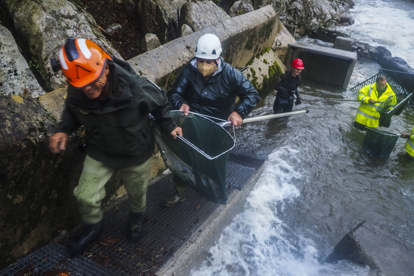 Fotos: Los salmones remontan el Pas