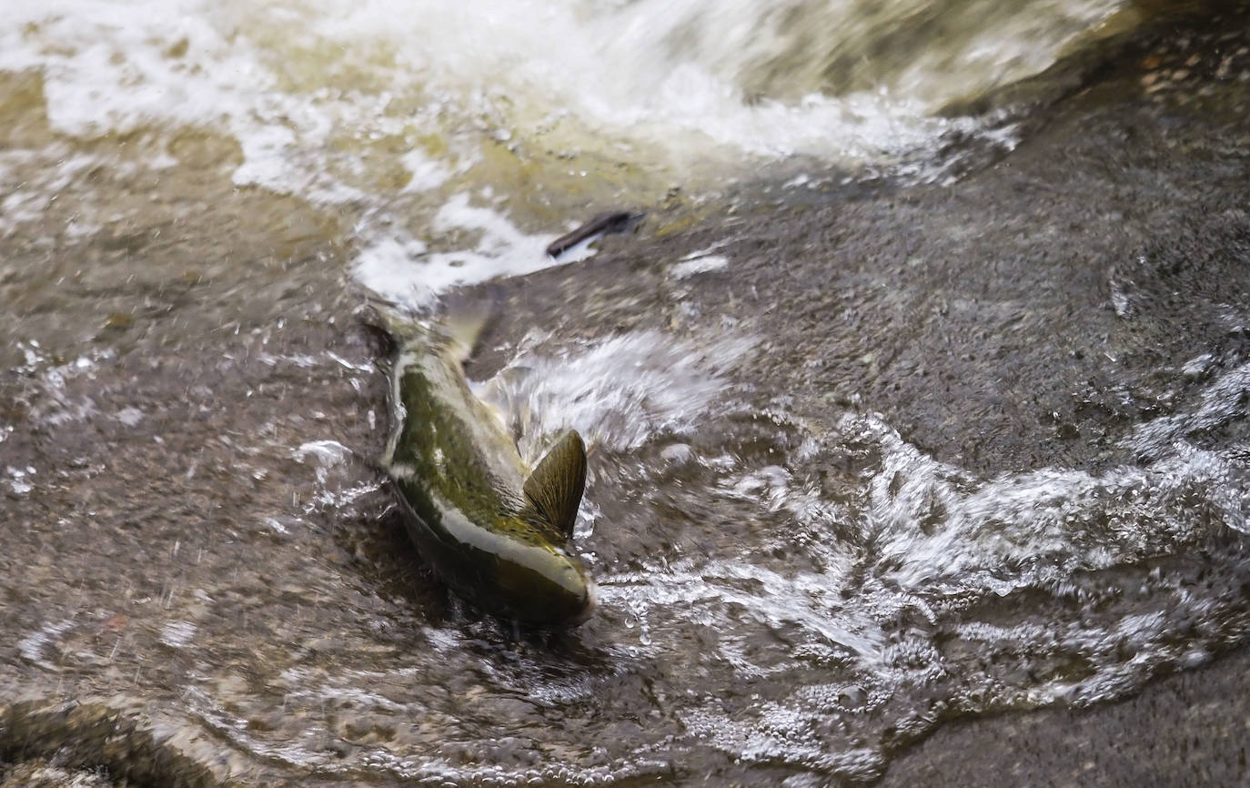 Fotos: Los salmones remontan el Pas