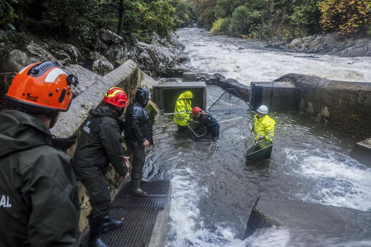 Los trabajadores de la Consejería de Ganadería, en la presa de Puente Viesgo, donde cuentan los salmones que remontan el río Pas.