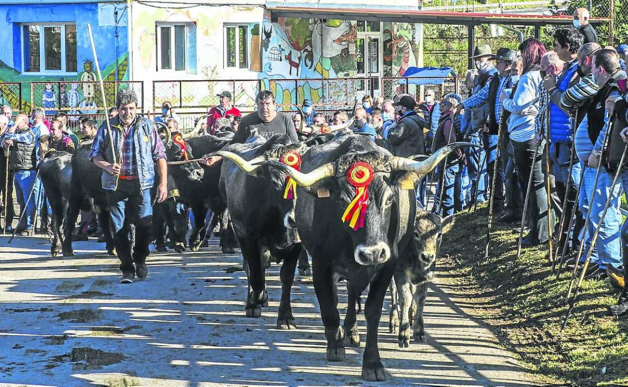 Una punta de tudancas accede al recinto ferial de Treceño. 