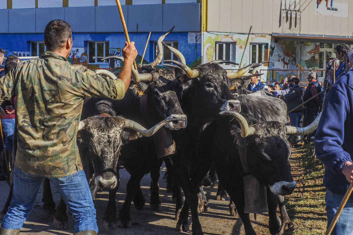 Fotos: Las vacas regresan a Treceño por San Martín