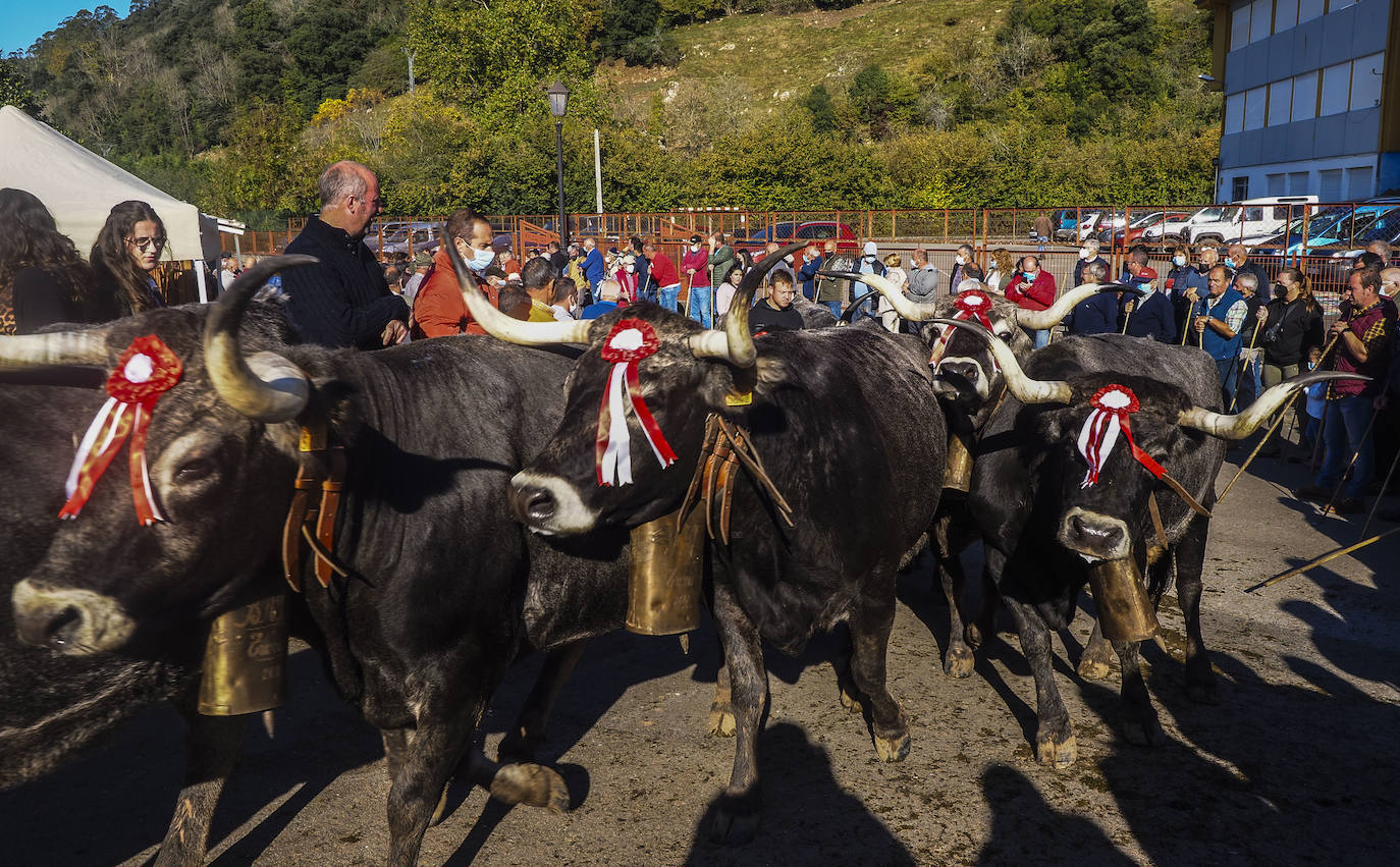 Fotos: Las vacas regresan a Treceño por San Martín