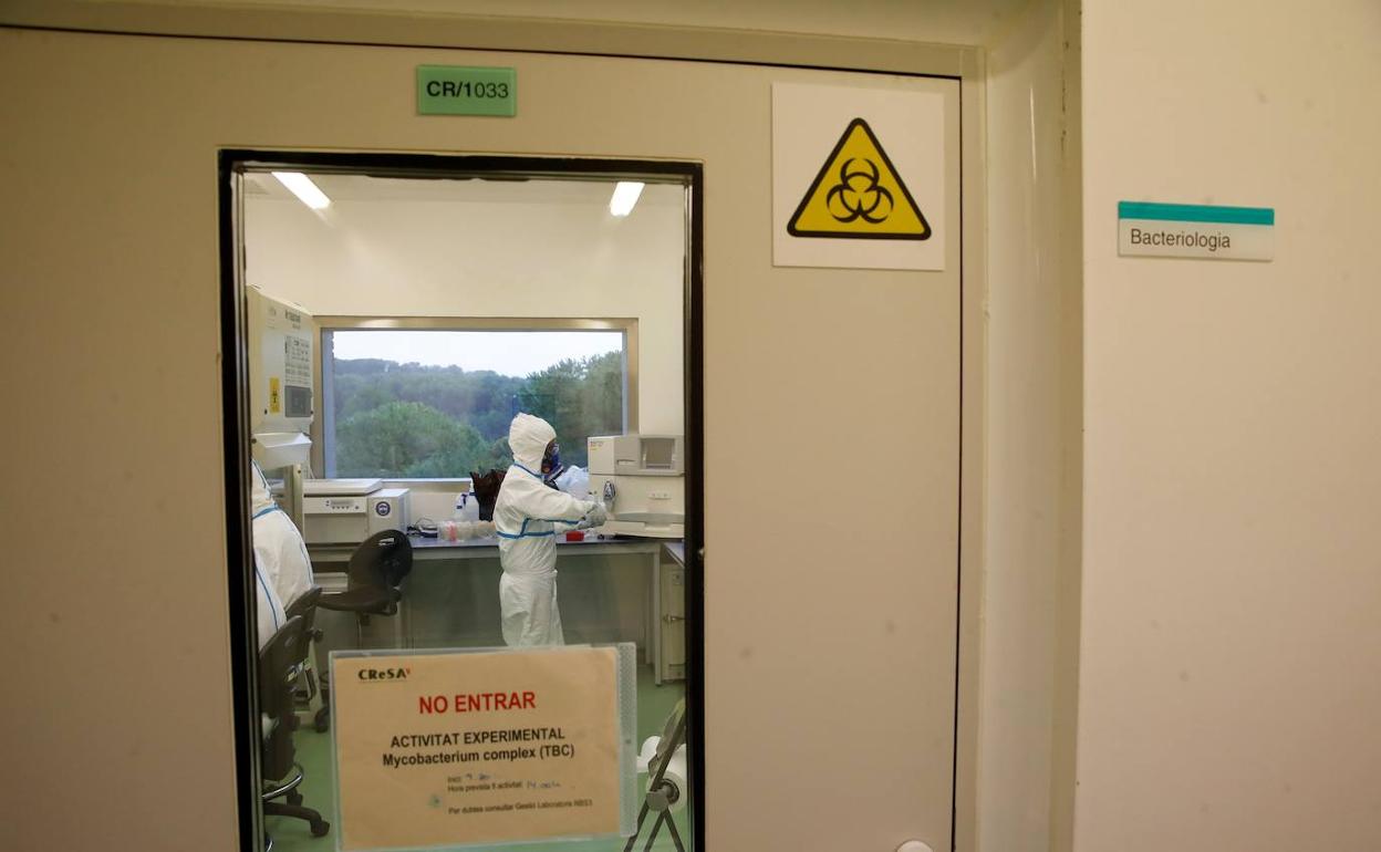 Pruebas de la vacuna de Hipra en el laboratorio.