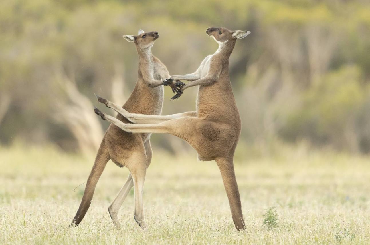 Fotos: Los animales más divertidos