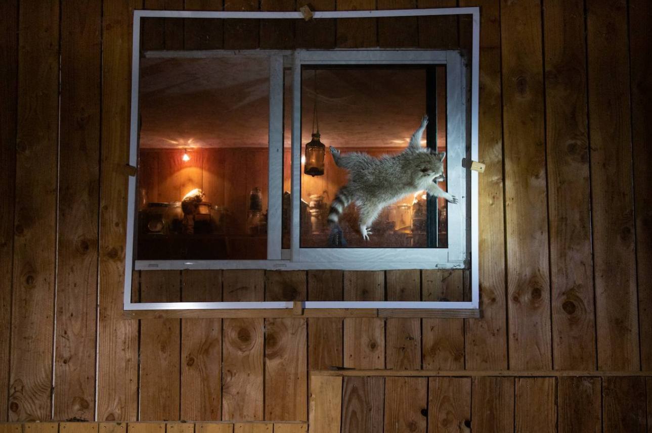 Fotos: Los animales más divertidos
