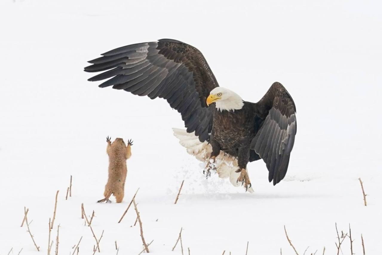 Fotos: Los animales más divertidos