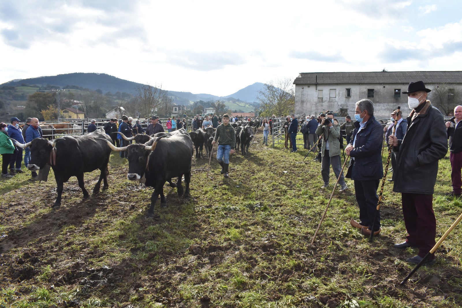 Fotos: 1.600 cabezas de ganado en San Felices de Buelna