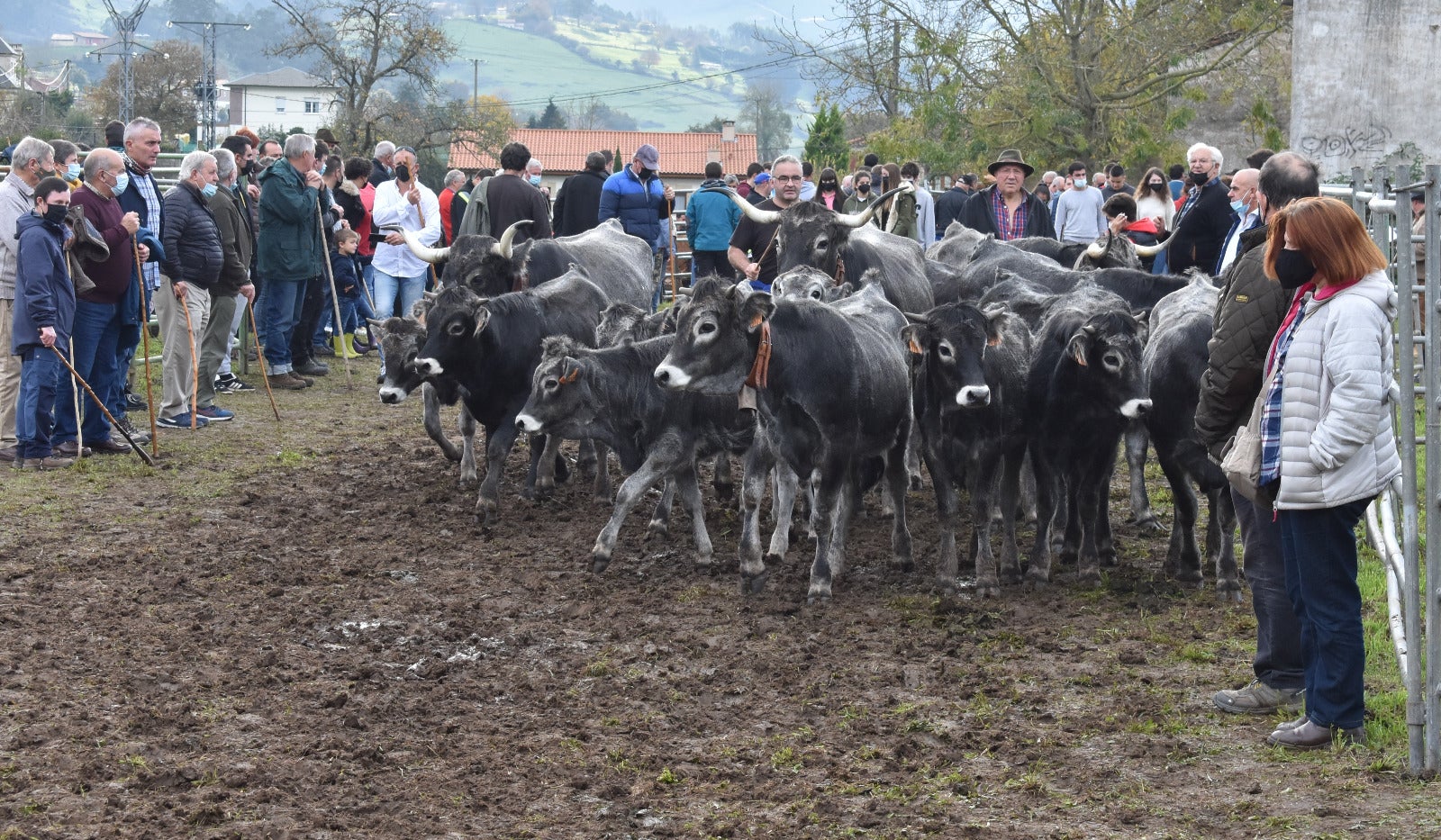 Fotos: 1.600 cabezas de ganado en San Felices de Buelna