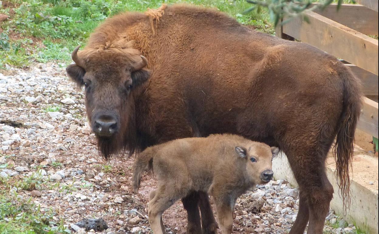 Nacen en Cabárceno dos bisontes de cuya especie solo existen 80 en el mundo