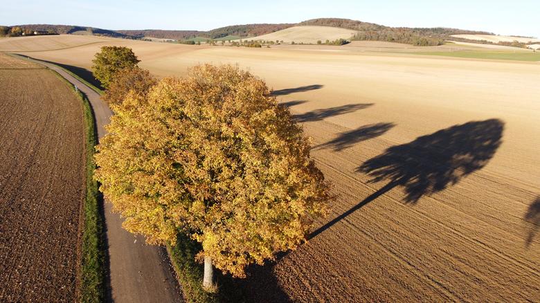 Hojas doradas y oxidadas colorean el otoño en una carretera rural en Eaux-Puiseaux, cerca de Troyes, Francia, 27 de octubre de 2021. 