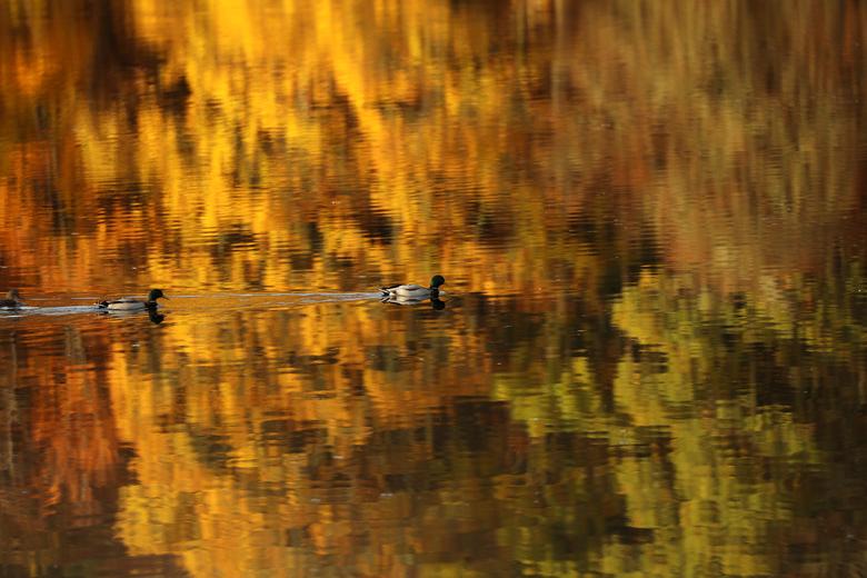 Los patos nadan más allá del follaje otoñal reflejado en el lago Faskally en Pitlochry, Escocia, el 9 de noviembre de 2021. 