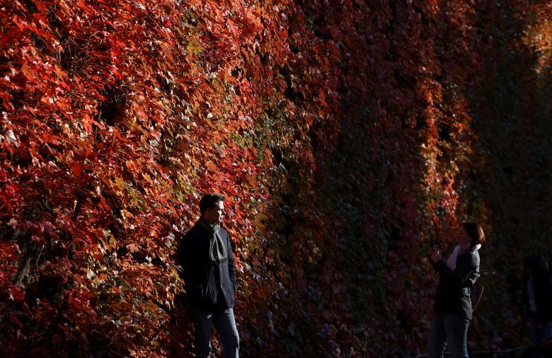 Una persona posa para una fotografía frente a una pared cubierta de follaje con colores otoñales en Londres, Gran Bretaña, 5 de noviembre de 2021. 