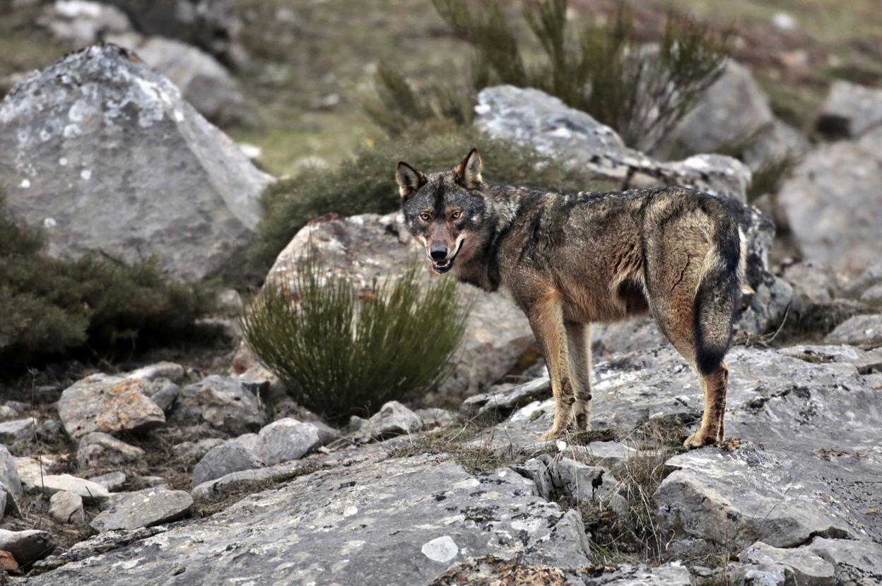 Un lobo, en el Parque de Picos de Europa, en la zona de Riaño. andoni canela