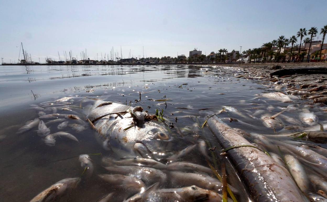 Dos graves episodios de anoxia, en 2019 y el pasado agosto, han acabado con la vida de miles de peces en el Mar Menor. 