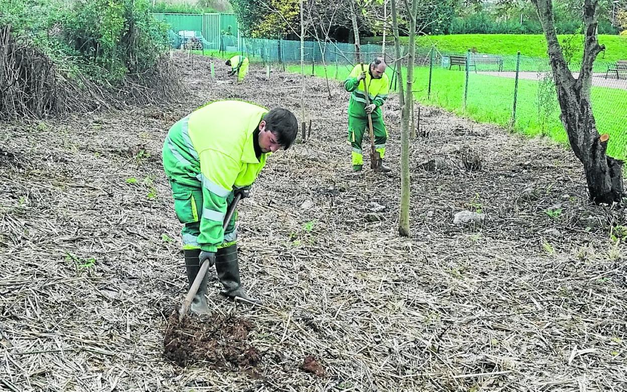 La plantación de los 18.500 árboles ha comenzado ya en diferentes rincones de El Astillero. dm