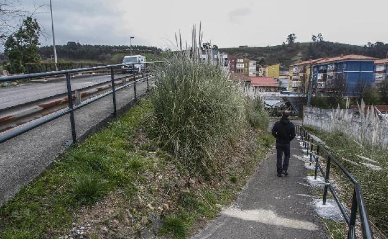 Los plumeros y la maleza invaden las zonas verdes y las vías de acceso al barrio La Tejera, en Barreda.