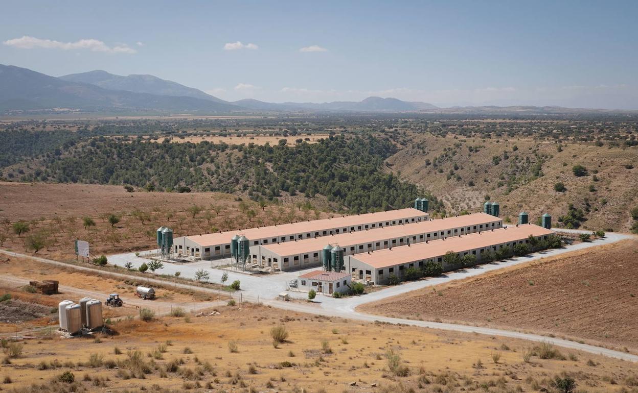 Macrogranja de cerdos en Freila (Granada) 