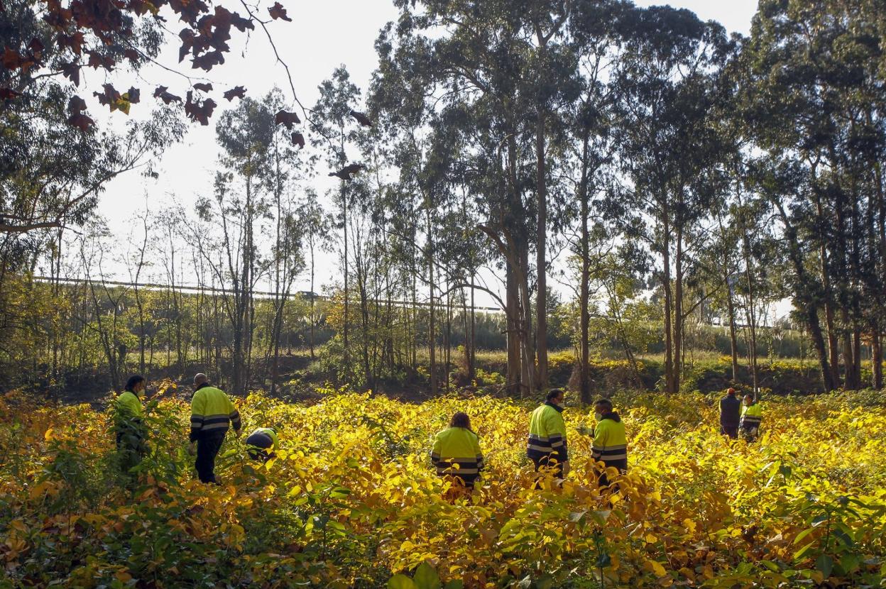 Trabajadores del proyecto de Corporaciones Locales trabajan en la recuperación ambiental de la zona de El Patatal