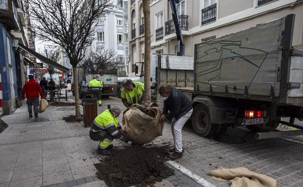 Imagen principal - Peña Herbosa cambia los arces por 40 avellanos