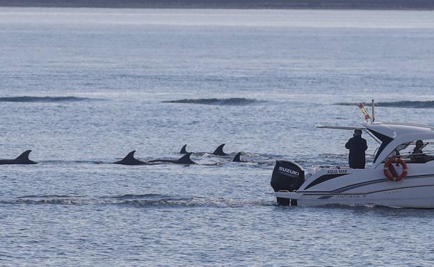 Delfines en la bahía de Santander