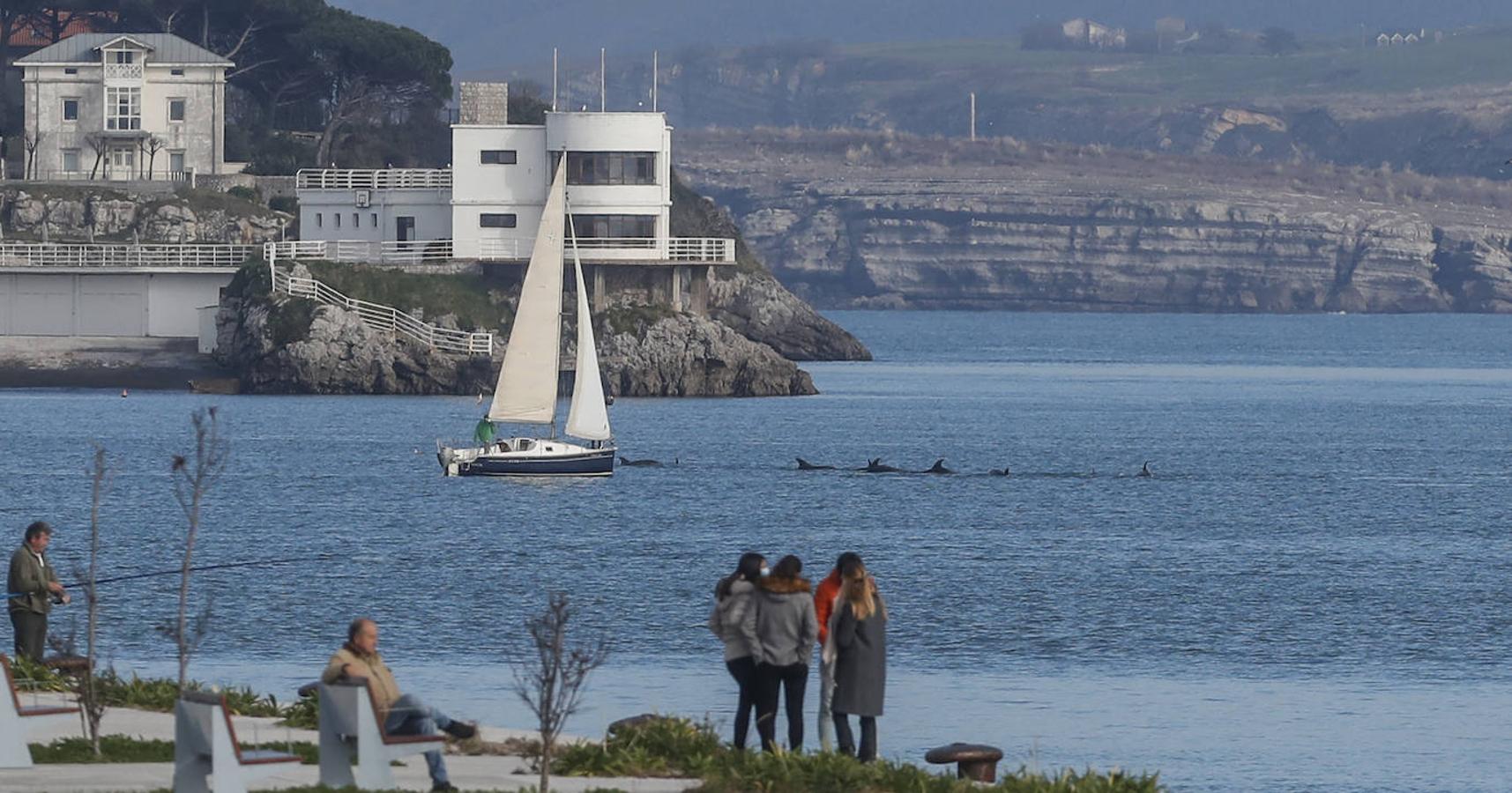 Un gran grupo de delfines alegra la bahía santanderina