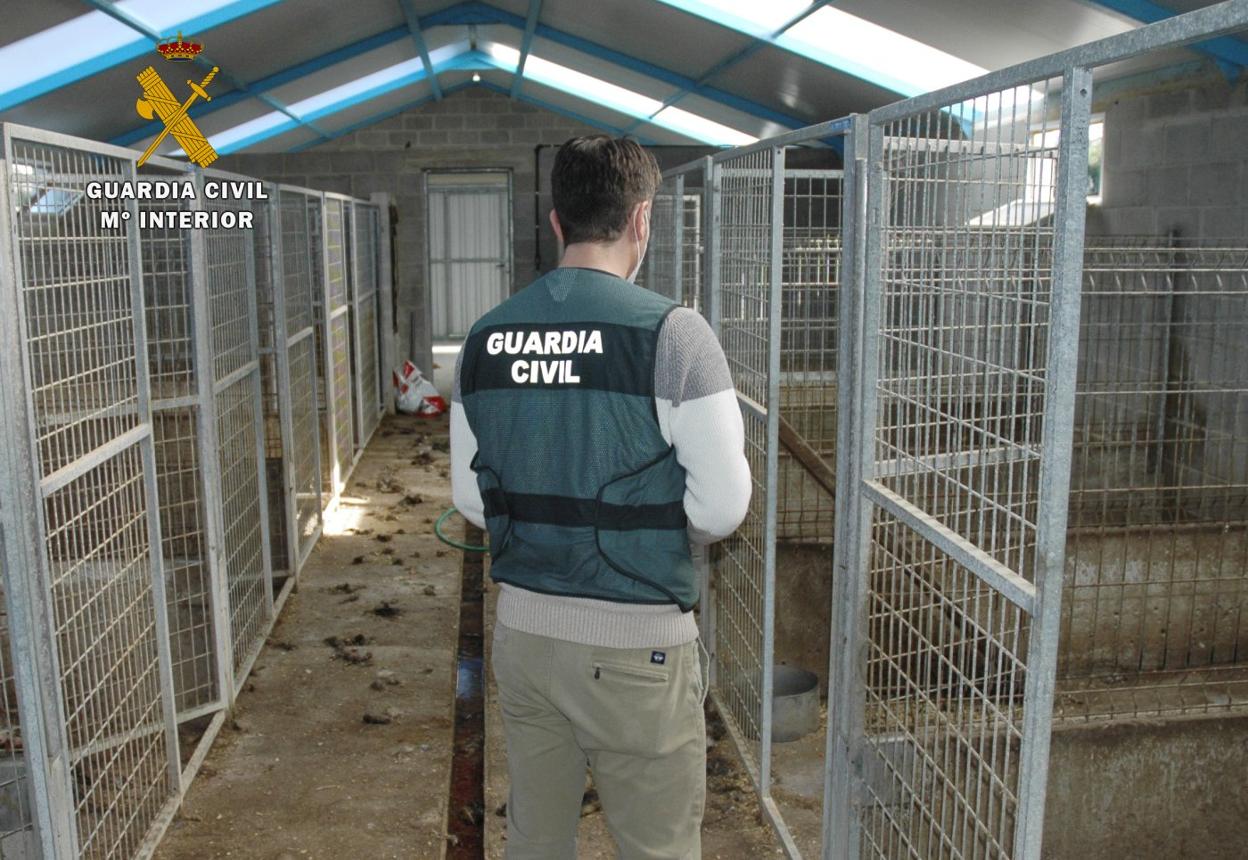 Uno de los agentes del Seprona, en la nave donde fueron hallados los cadáveres de los perros. 