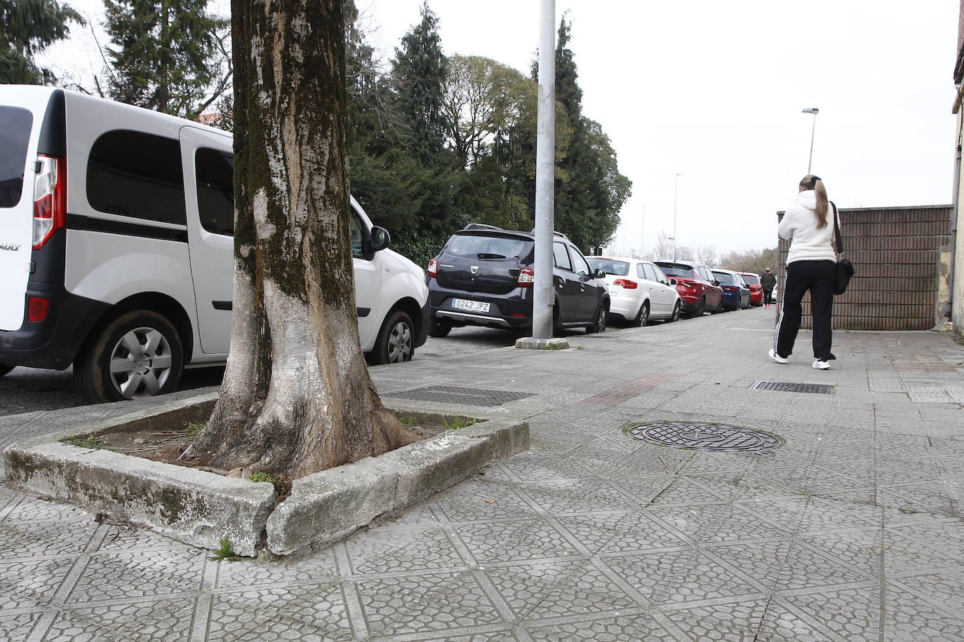 Adoquines rotos en la base de un árbol.