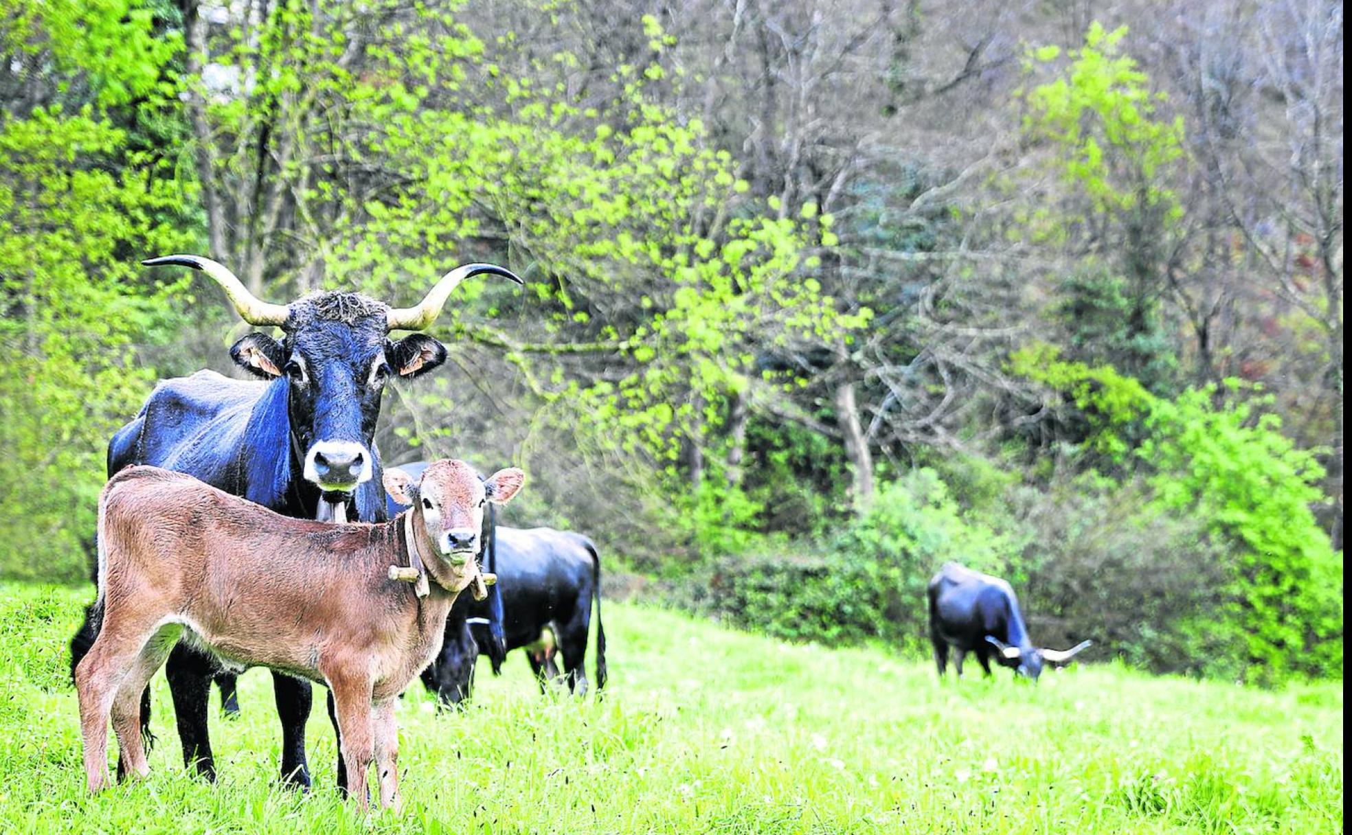 Las viandas y pucheros de la comarca Saja-Nansa encienden la lumbre