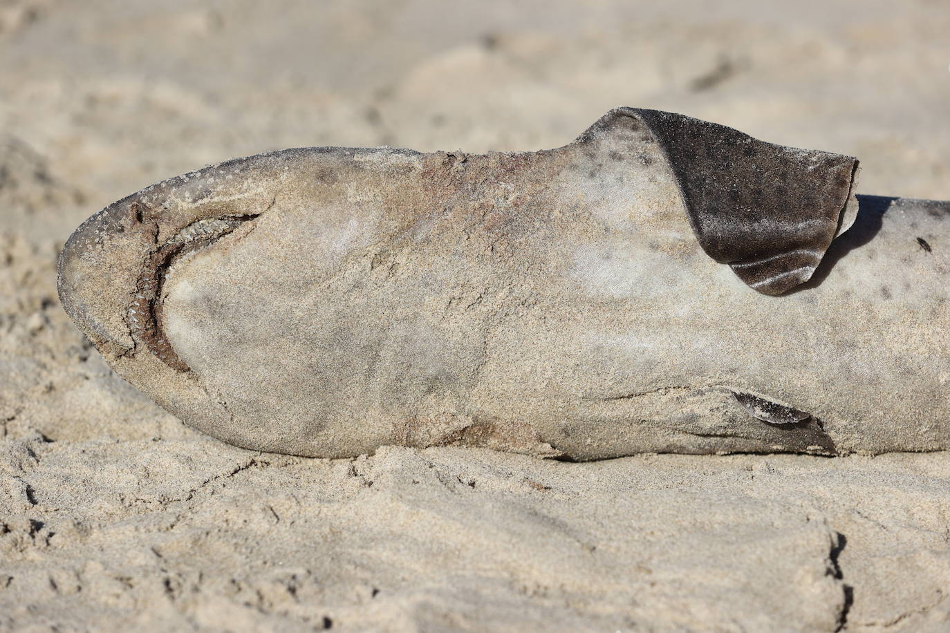 Este domingo apareció el cadáver de un tiburón de pequeño tamaño, de no más de un metro, en la arena de la playa de Oyambre. Se trata de un 'pintarroja', un tipo de tiburón gato muy común en las costas cantábricas. Este lunes, agentes del Medio Natural han procedido a su retirada y análisis.