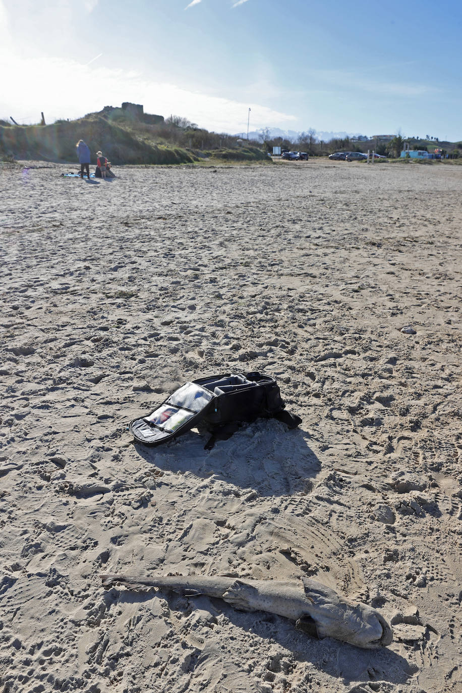 Este domingo apareció el cadáver de un tiburón de pequeño tamaño, de no más de un metro, en la arena de la playa de Oyambre. Se trata de un 'pintarroja', un tipo de tiburón gato muy común en las costas cantábricas. Este lunes, agentes del Medio Natural han procedido a su retirada y análisis.