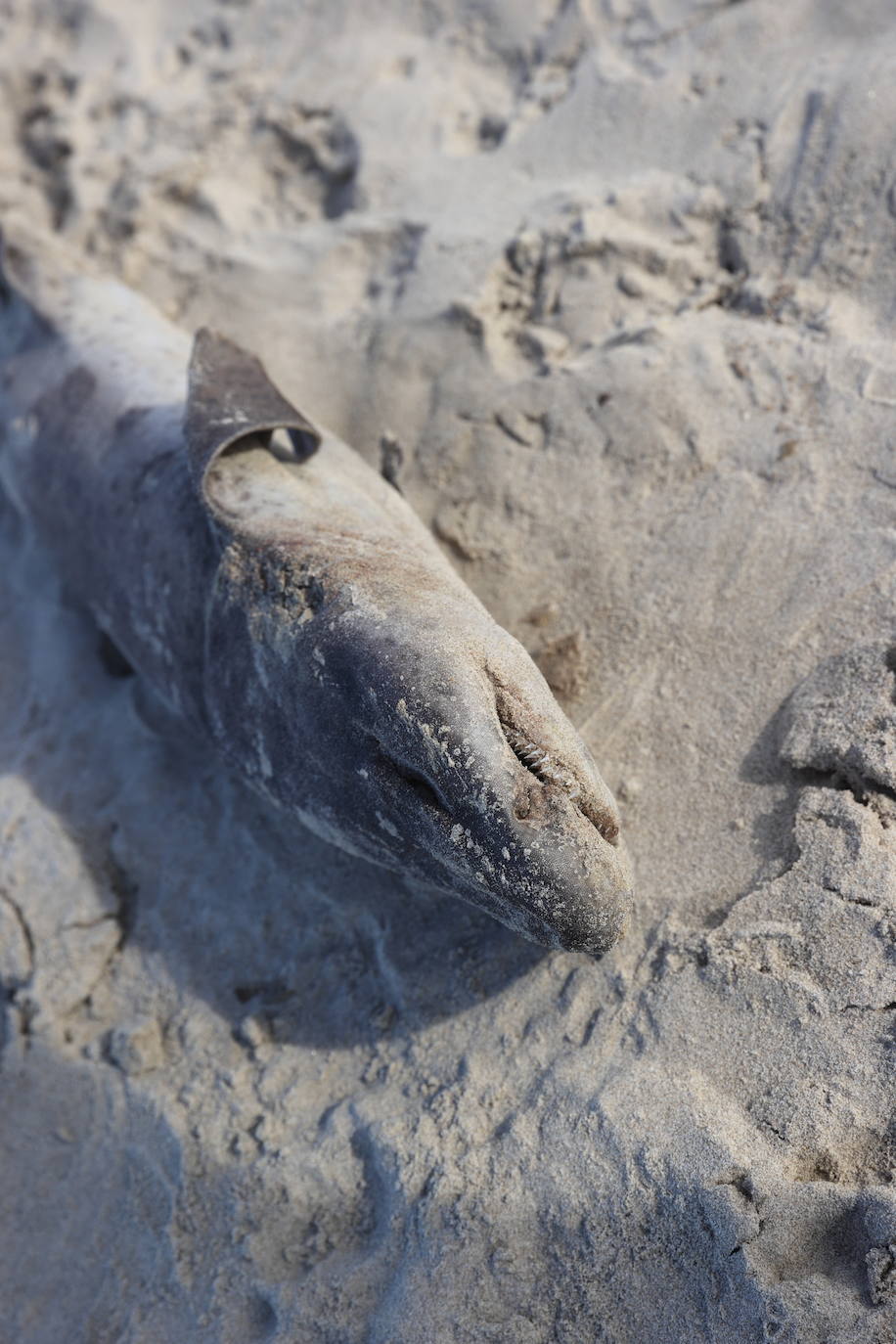 Este domingo apareció el cadáver de un tiburón de pequeño tamaño, de no más de un metro, en la arena de la playa de Oyambre. Se trata de un 'pintarroja', un tipo de tiburón gato muy común en las costas cantábricas. Este lunes, agentes del Medio Natural han procedido a su retirada y análisis.